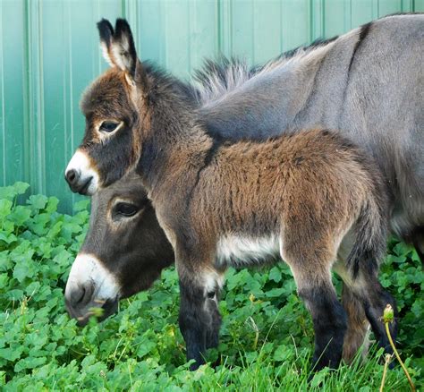 Pet Donkeys For Sale - DaftSex HD