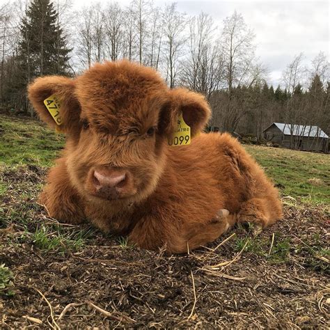 Highland Cattle Of Saarela on Instagram: “#highlandcattle #highlandcow #cow #cows #cattle # ...