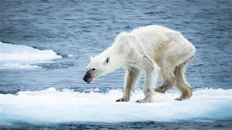 Starving Polar Bear Is the Face of the Future | Green Healthy Life