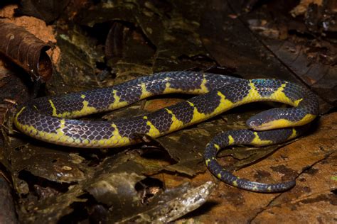 Calamaria lumbricoidea | Variable reed snake (Calamaria lumb… | Flickr