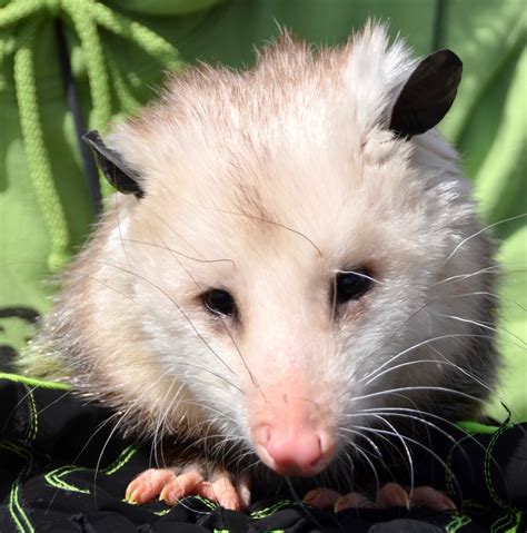 Urban Wildlife Guide: Opossum!