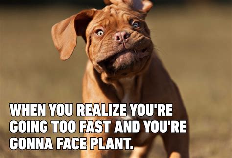 Hilarious Dog Memes You'll Laugh at Every Time | Reader's Digest