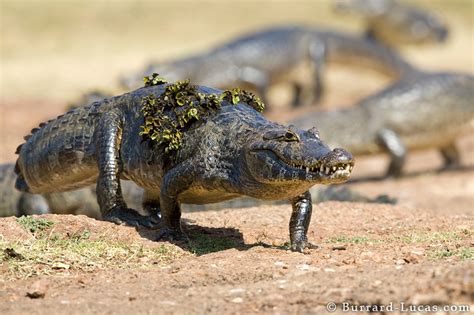 Caiman Facts-Info and New Photos | The Wildlife