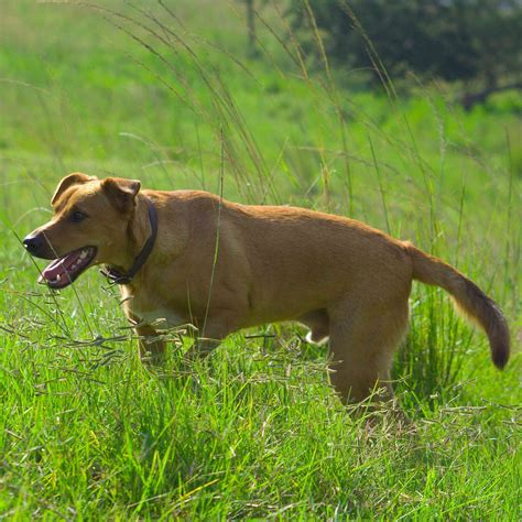 12 Dog Breeds That Originated in Africa