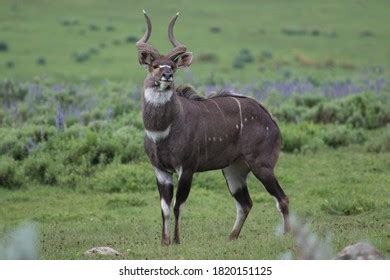 349 Mountain nyala Images, Stock Photos & Vectors | Shutterstock