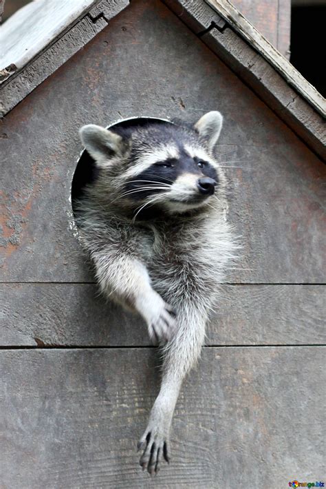 Raccoon in the house free image - № 45407