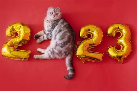 Cat New Year 2023 – Get New Year 2023 Update