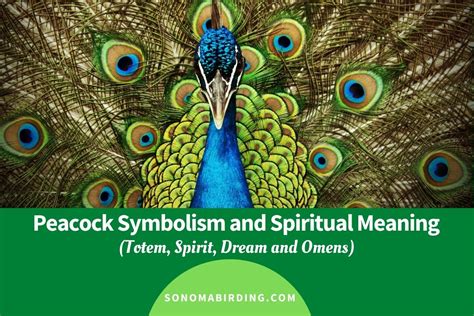 Peacock Symbolism and Meaning (Totem, Spirit and Omens) - Sonoma Birding