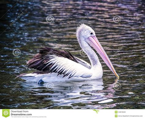 Pelican And Ripples In The Blue Water Royalty-Free Stock Photo ...