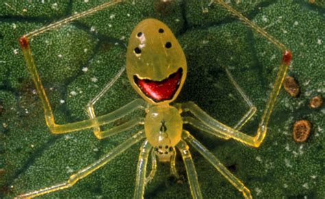 Theridion grallator - Wikipedia