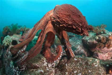 The Largest Octopus Species Ranked