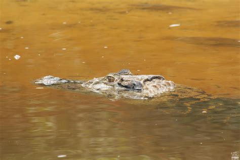 Species Spotlight: Black Caiman – Capt. Peacock Yachts & Expeditions Inc.