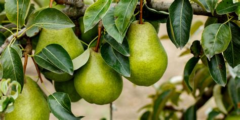 Planting Dwarf Pear Trees - 3 Great Trees To Fit Almost Any Landscape!