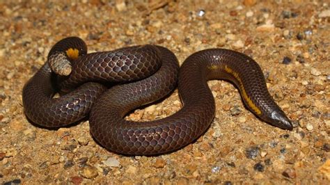 zoology - Help indentify this species of snake/worm - Biology Stack Exchange