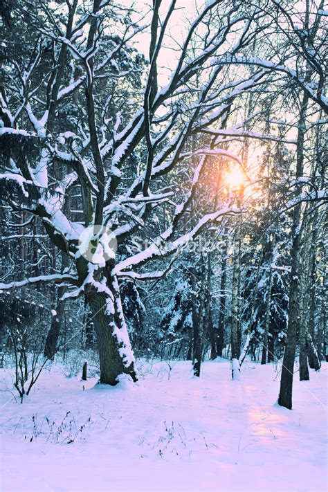 Sunrise in the winter forest Royalty-Free Stock Image - Storyblocks