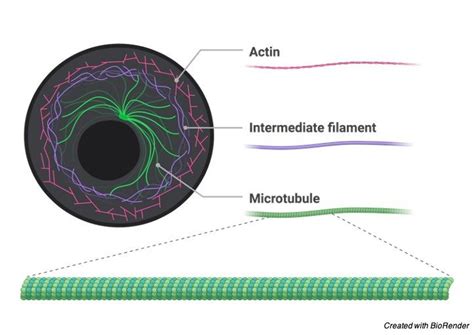 Cytoskeleton: Description, Structure, and Function