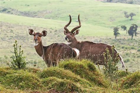 Mountain Nyala - Facts, Diet, Habitat & Pictures on Animalia.bio