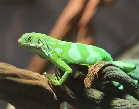 Fiji banded iguana - ZooChat