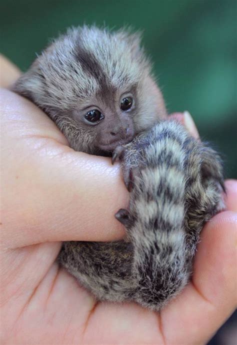 Pygmy marmoset – the smallest monkey in the world | DinoAnimals.com