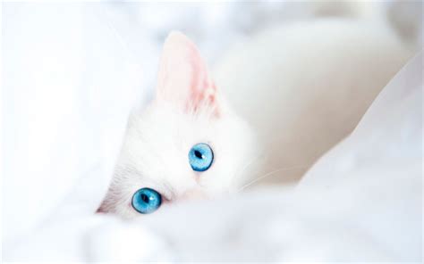 Download wallpapers Turkish Angora, cat with blue eyes, cats, white cat ...