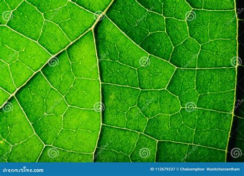 Close Up Texture of Green Leaf. Stock Image - Image of organic, flora: 112679237