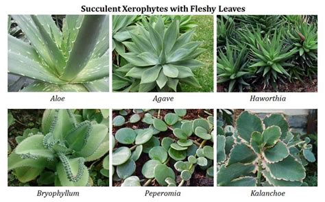 Ecological Adaptations of Desert Plants (PPT) | easybiologyclass