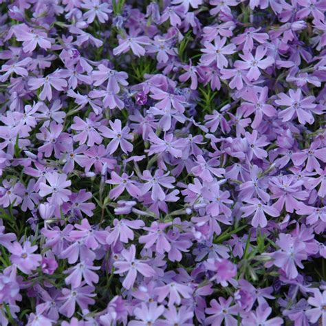 Emerald Blue Creeping Phlox | Platt Hill Nursery