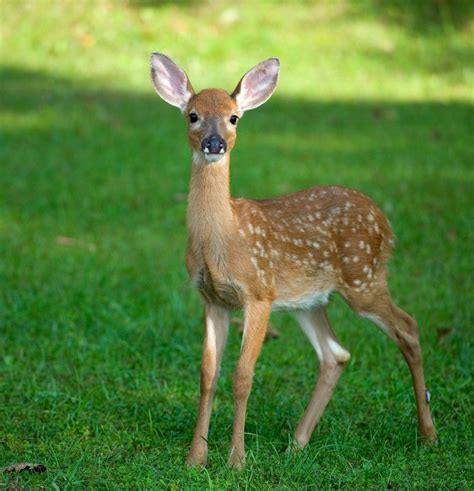 Fawn (Baby Deer) Information and Photos | Deer pictures, Deer photos ...