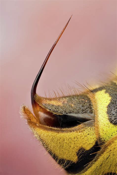 Vespula Germanica Queen Sting Photograph by Javier Torrent - Vwpics