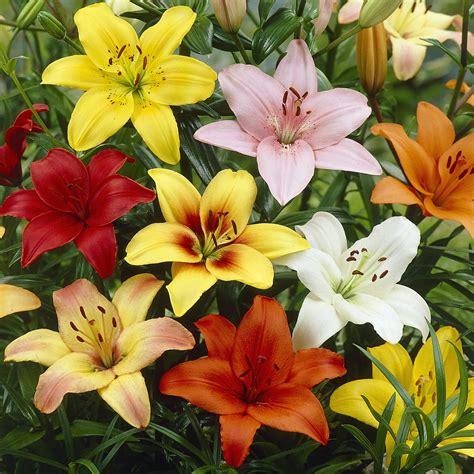 Lily Asiatic Mix – EuroBlooms