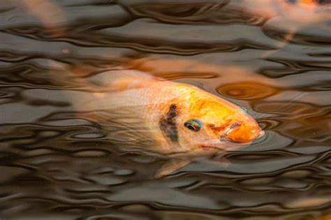 Meet the Fish: Tilapia in Aquaponics – Aquaponics Africa