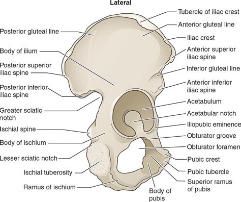 Pelvic Anatomy : Female Anatomy Annotated Mri Radiology Case Radiopaedia Org