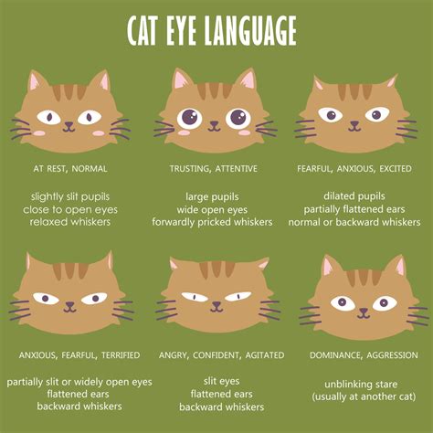 Cat Body Language Chart and Pictures - PetHelpful