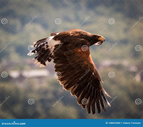 Flying Harris Hawk stock photo. Image of bird, beautiful - 168653284