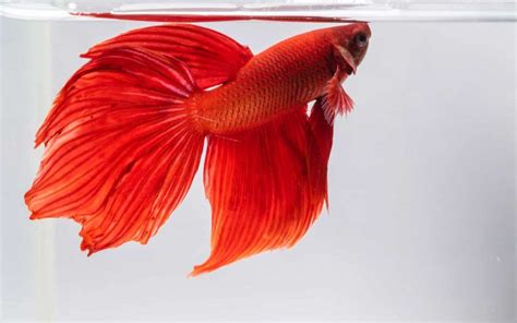 How To Clean a Betta Fish Tank? Easy Tank Cleaning Guide