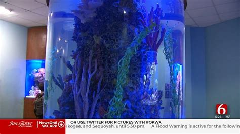 Tulsa Zoo Promotes Notable Seahorse Breeding Program