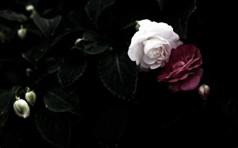 Dark Rose Aesthetic Laptop Wallpapers - Top Free Dark Rose Aesthetic ...