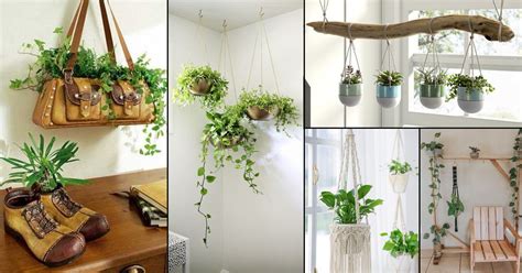 Hanging Plants From Ceiling Ideas | Shelly Lighting