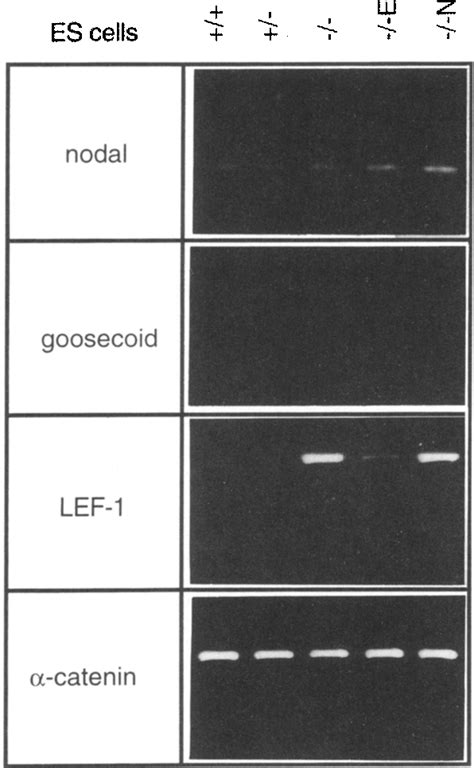 Structure of blastomere | Semantic Scholar