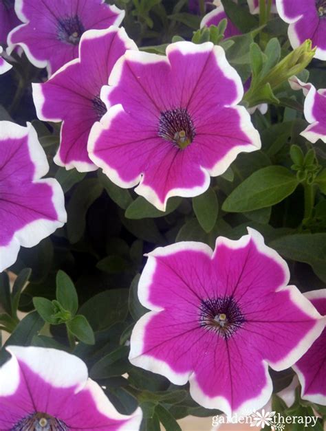 Modern Petunia Varieties: No Longer Just the Pinkest Pink Flower - Garden Therapy