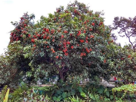 Rambutan Tree - Twin Fruit