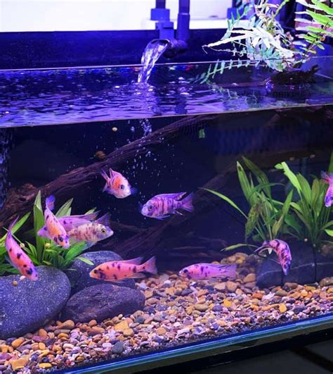 African Cichlid Tank Size & Setup Guide - AC Aquarium Life