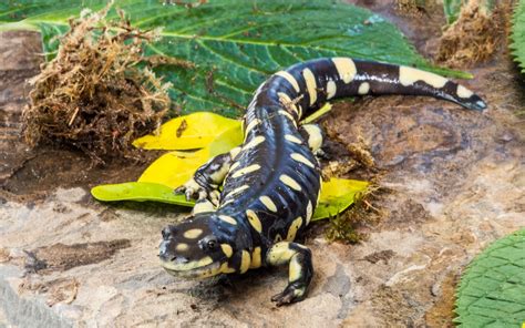 California Tiger Salamander - Lindsay Wildlife Experience