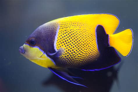 Saltwater Angelfish Species