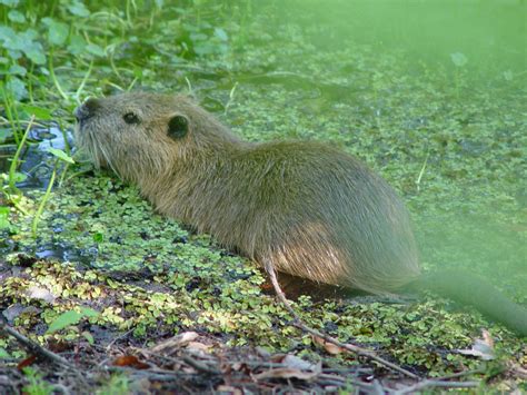 Threats to Wetlands - Wetlands (U.S. National Park Service)