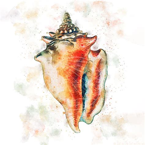 Category: Conch Shell - Salt & Cerulean Studio