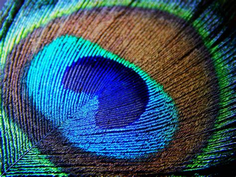 HD Peacock Feathers Wallpapers | PixelsTalk.Net