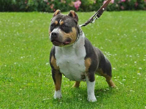 Tri-Color American Bullies - Facts You Need To Know About This Bully ...