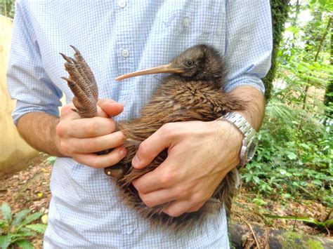 5 Ways to Save a Kiwi Bird - NZ Pocket Guide