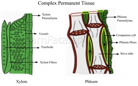 Complex Permanent Tissue in Plants | Learnfatafat Class 9 Ch.6 Tissues